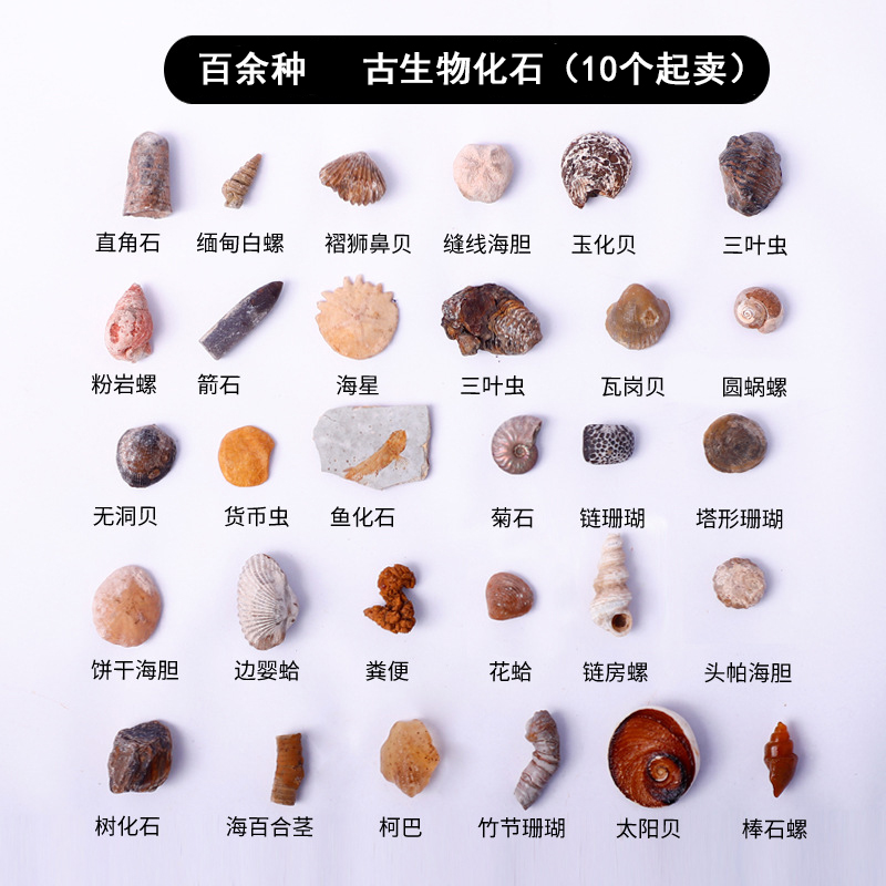 古生物学の化石三葉虫子供の科学の誕生日プレゼント恐竜アンモナイト植物のおもちゃオリジナルの石の教育標本