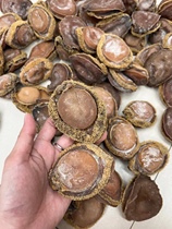 The South African Big Bao 500 gr