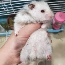 Changzhous own breeding family long hair curly golden silk bear sterling silver bear living hamster