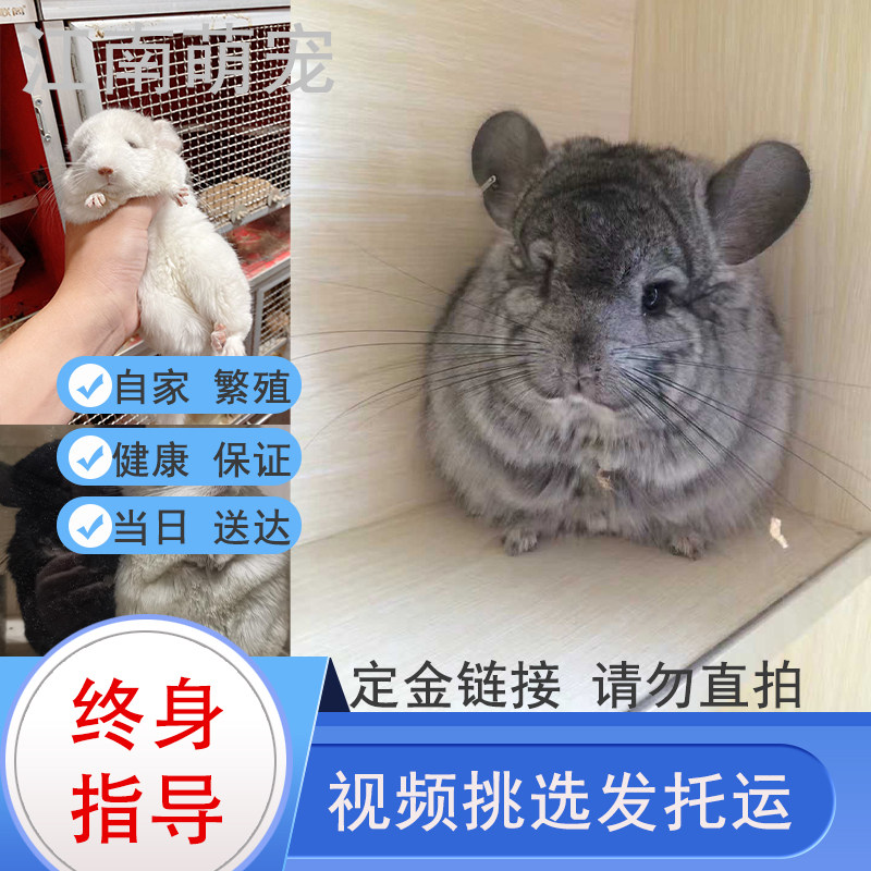 Changzhou physical store chinchilla live animal baby long and short hair cub home pet live can video selection package health