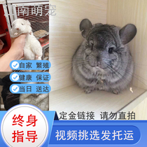Changzhou physical store ChinChin live baby long hair Cubs home pet live video selection bag health