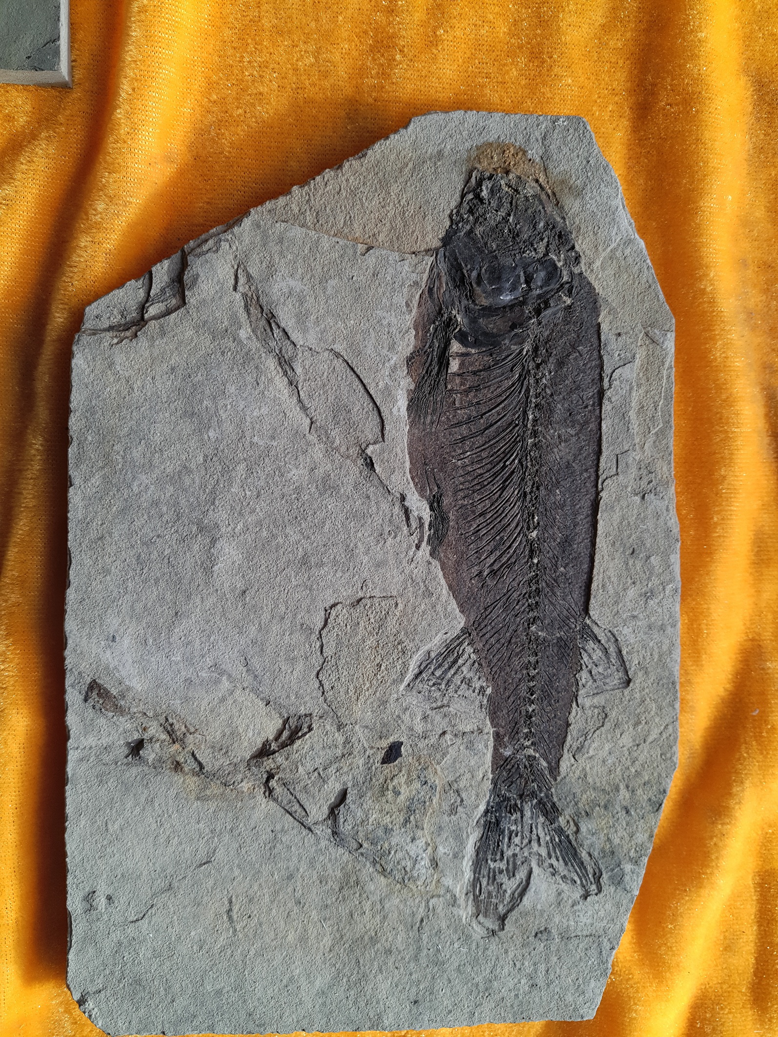Liaoning Province, Liaoning Province, Liaoning Province, ancient biological fish fossil wolffin fish YiXian Chaoyang North Ticket genuine Rehe biota