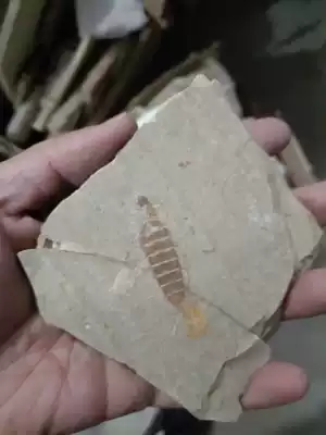 Liaoning Province, Liaoning Province, ancient creatures, insect fossils, three-tailed mayfly map Chaoyang Beibiao Rehe Bioreca