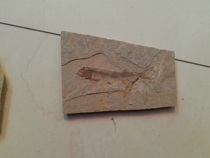  Liaoning Province Liaoxi paleontological fish fossils wolf fin fish Chaoyang North ticket genuine original plate Rehe biota