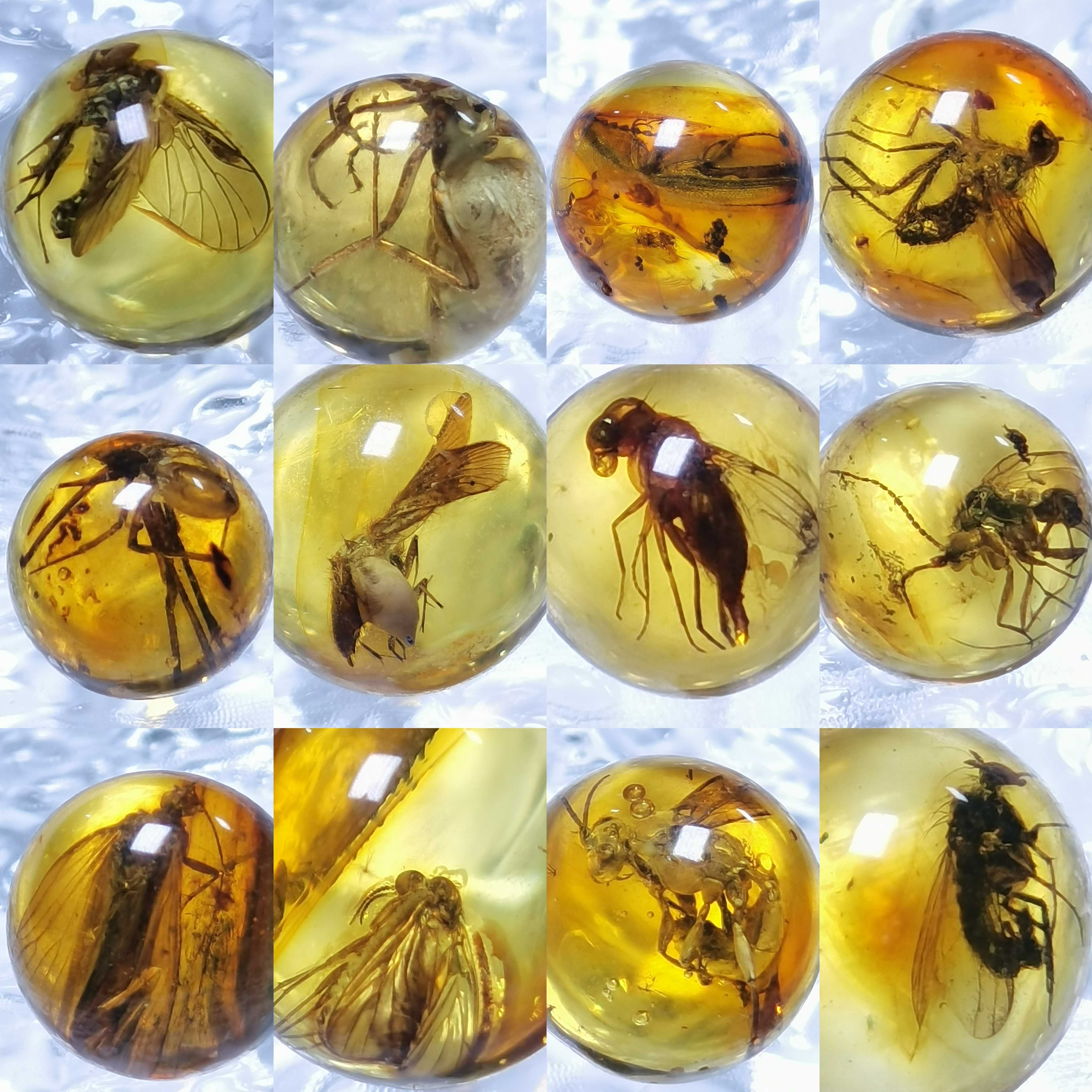 虫入り琥珀 蜘蛛 蚊 多種多様な虫を内包 バルティックアンバー バルト