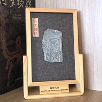 New solid wood plant fossil display table popular science of ancient specimens in Chaoyang Liaoxi other crafts and gifts collection and appreciation