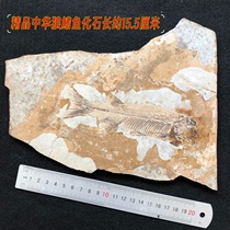 New high-quality Chinese wolffin fish fossil paleontological fossil raw stone specimen from Chaoyang Western Liaoning popular science gift collection