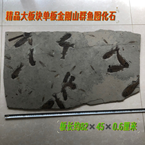 New Mount King Kong Fish Fossils Western Liaoning Paleontological Fossils Popular Science Chaoyang Wolf Fin Specimens Raw Stones Gift Collection