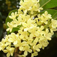 Бутылка -закуска (Osmanthus)