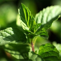 Закусок (мята)