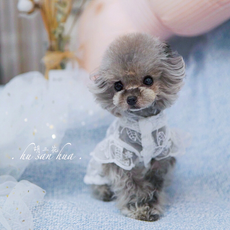 Pet Dog and Cat Clothes French Bulldog Teddy Bichon Yorkshire Spring/Summer Breathable Sun Protection Korean Style Lace Dress