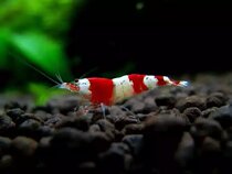 Red and White Crystal Shrimp Black and White Crystal Shrimp Red and White Shrimp Black and White Shrimp Ornamental Shrimp Pet Live Rice Shrimp Crystal Shrimp Package