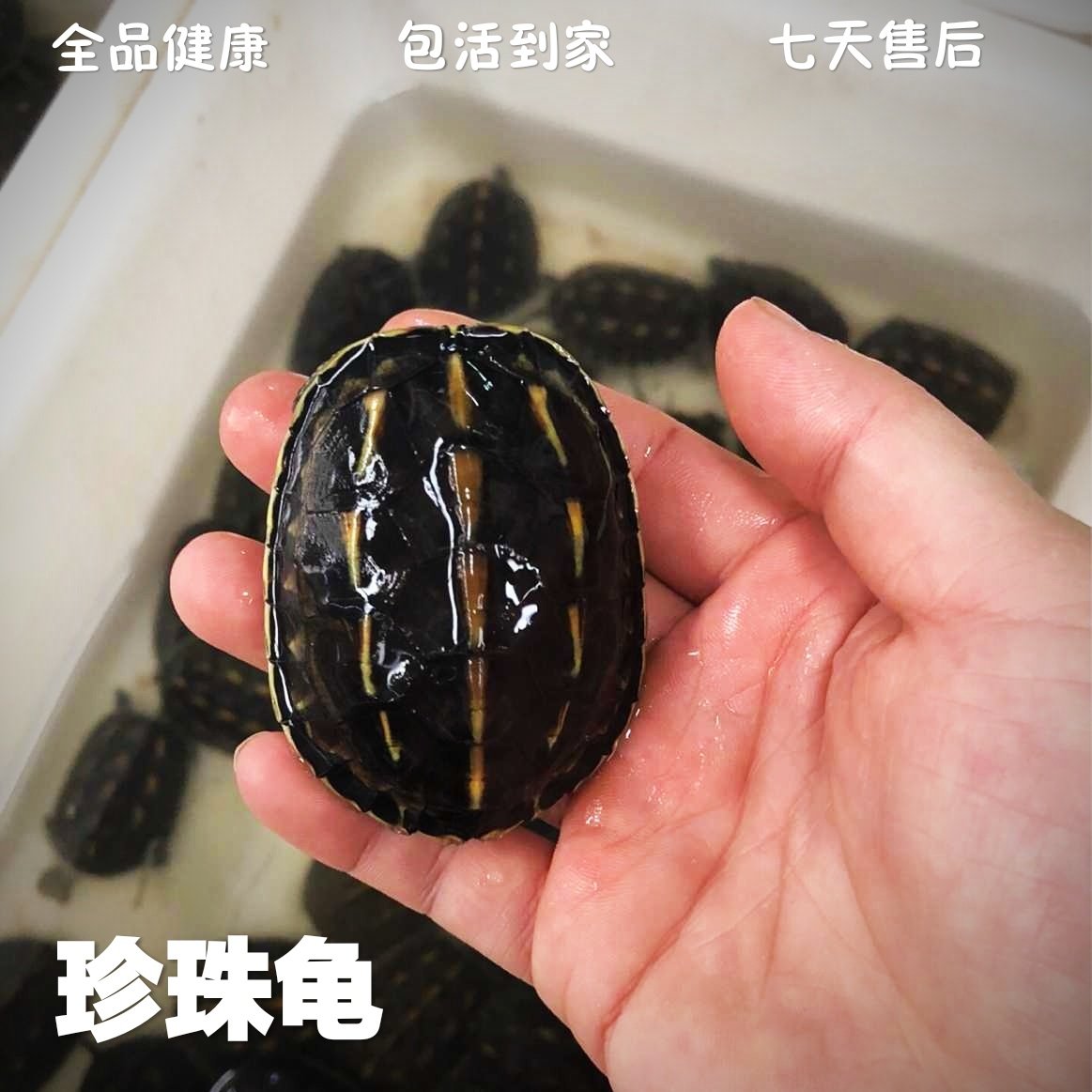 龟类养殖新模式:解锁水产养殖的新篇章!🌿-渔业-淘宝百科网