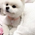 Pet Cat Dog Đồ trang sức làm bằng tay Vòng cổ Mặt dây chuyền Cổ áo Nữ Công chúa Teddy Hiromi Bichon Bichon Nơ Tie - Vòng đeo tay Clasp Vòng đeo tay Clasp