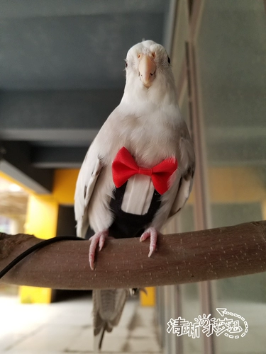 Попугающий костюм для птичьего белья полета, дерьмо, мочеиспускание без влажной одежды, продавая милую одежду