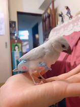 PET Wen bird ten sisters bird diapers shit pocket diapers flight suit clothes two pieces