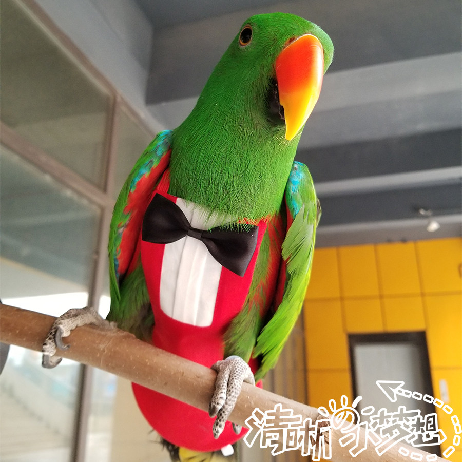 Clear home parrot bird with suit diaper clothes feces bag flying jacket diaper pants support custom matching
