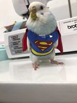 Tiger skin peony Pacific cross-spotted small parrot bird clothes Superman flight suit shit pocket diapers