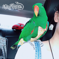 Clear house parrot clothes Pet bird diapers Flight suit Square three-dimensional shit pocket diapers Diapers