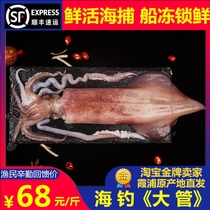  (Haihai Xiapu Seafood)Sea fishing squid fresh large pen tube fish fresh frozen sea hare 500g