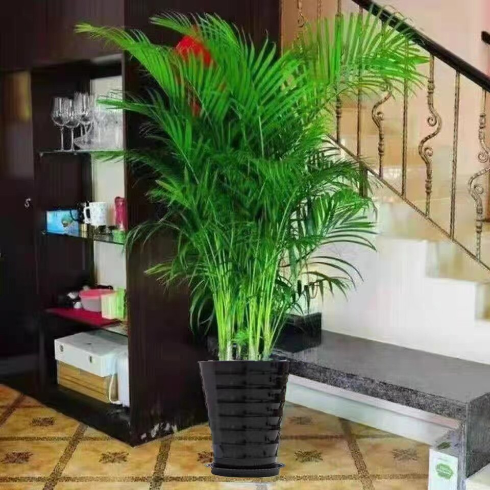 柯颖花卉绿植