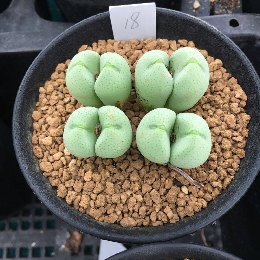 富士衣 廬州園藝多肉植物番杏巨大型肉錐花紫色花