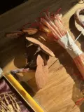[长白山鹿筋鹿乡鹿蹄筋净鹿筋干鹿筋包邮吉林梅花鹿马鹿鹿筋]