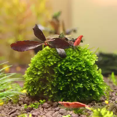 ETB Beautiful transparent water polo moss ball film silk ball crystal shrimp House contains 5 mineral balls