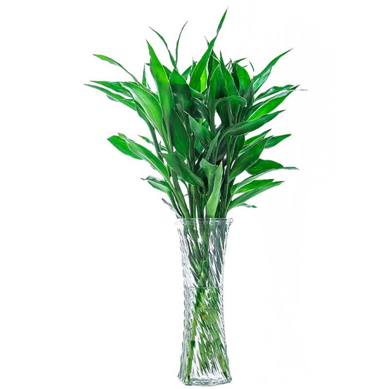富贵竹桌面绿植水培转运竹 植物盆栽室内 节节高 长寿竹开运竹-阿里巴巴