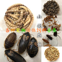 Live feed Fruit fly Barley worm Bread worm Cherry Dubia Cockroach Pet Spider Lizard Frog Feed