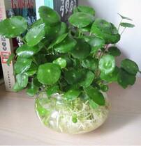 Copper grass roots 10 roots without flower pots are very easy to survive purify the air shade humidity and slightly drought.