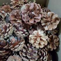 Rotten Pine Nuts Pine Tower Shell Laid Mat Flower Pot Bottom Natural Water Retention Breathable Organic Plant Soil Induced Fire Material 5 Cati