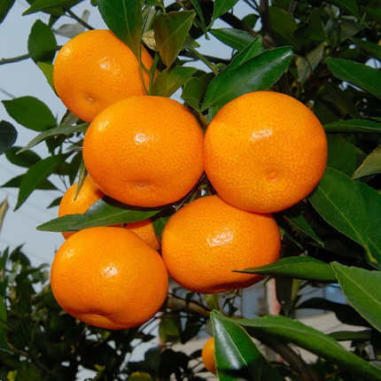 临海涌泉宫川 黄岩蜜桔蜜橘桔子柑橘 新鲜水果