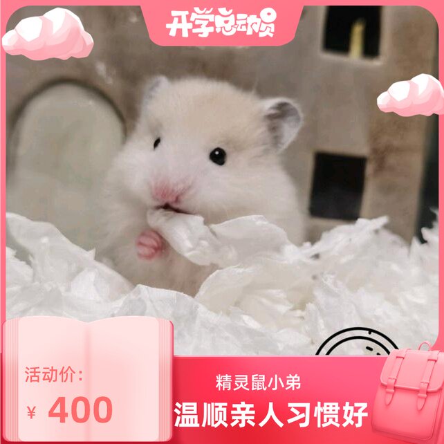 (Snow North Shannan) Black Yellow Polygrain Bear Home Bears Long Hair short Maurikin Golden Silk Bear Golden Silk Squirrel West Schisch Bear Living Things