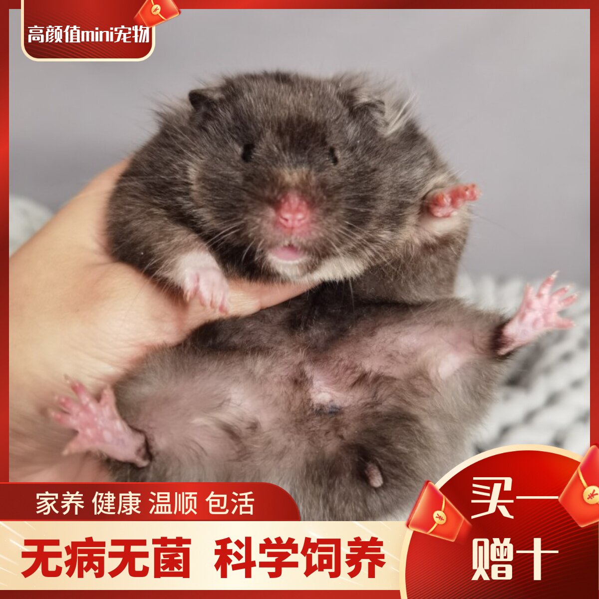 (Snow North Shannan) Black Bears Golden Silk Bear to raise rare Mao-colored relatives on the face of high gold silk rat Sisch Bear