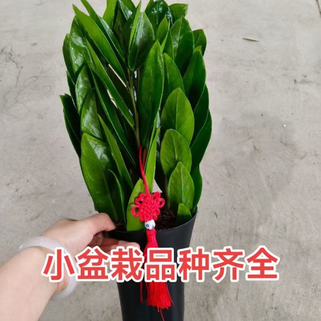 柒家春城
