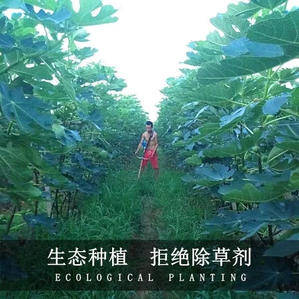 无花果新鲜当季红皮大果应季甜糯水果