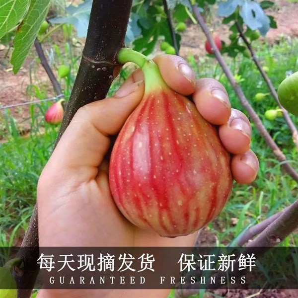 无花果新鲜当季红皮大果应季甜糯水果