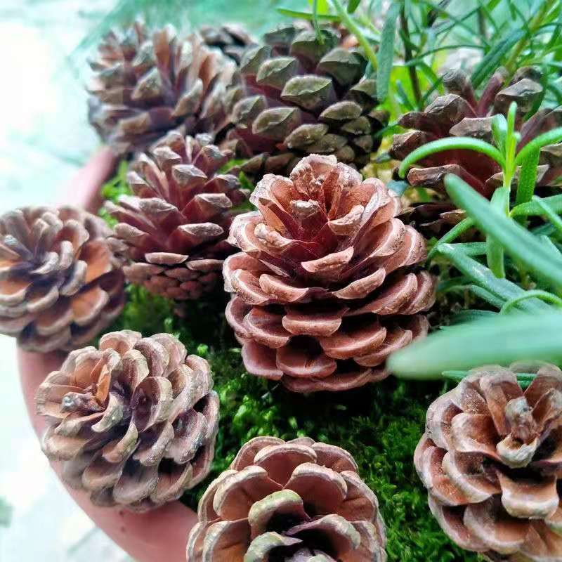 Creative pine cones handmade diy material set god Christmas decoration natural wild dried flowers dried fruit branches props ornaments