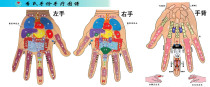 429 Home Poster Exhibition Board Spray-painted Sticker Pictures 62 Hand Anatomy