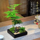 Asparagus bamboo potted shape indoor office tea table desktop moss ornaments Japanese-style Chinese-style bamboo small bonsai plants