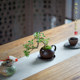 June snow purple sand pot potted plant Chinese desktop tea table mini bonsai desktop plant tea table indoor good green plants