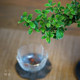 Weeping cliff June snow bonsai tea table Zen indoor window sill small green plant office coffee table desktop potted plant