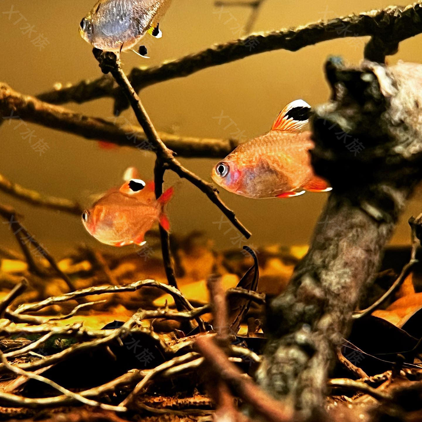 南美缸造景大揭秘:树枝+果壳+黄梨叶,打造梦幻水族世界!-造景-淘宝好物网