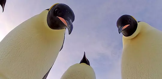 企鹅群里有特务 Penguins: Spy in the Huddle2013剧照3