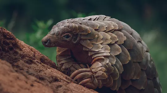 穿山甲Kulu的旅程 Pangolin: Kulu’s Journey2025剧照1