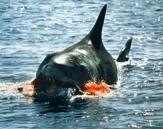 大白鲨 Jaws1975剧照3