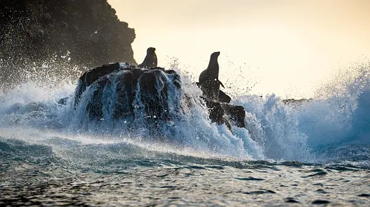 海狮利奥环岛记 Sea Lions of the Galápagos2025剧照2