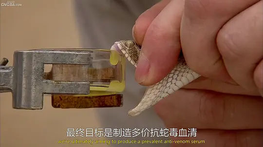 Asia's Deadliest Snakes2011剧照1