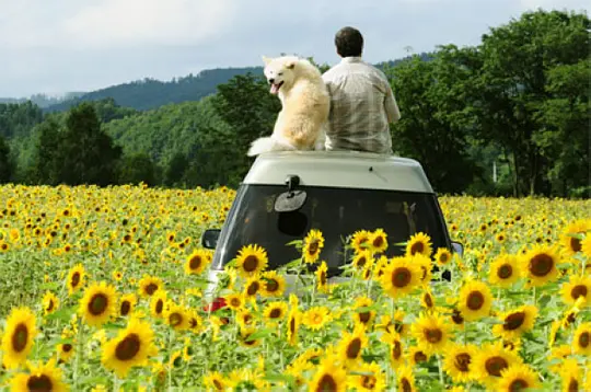 星守之犬 星守る犬2011剧照2